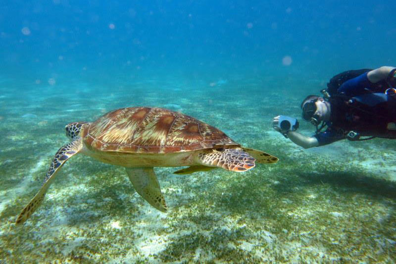 Sea turtle at a Puerto Galera dive site